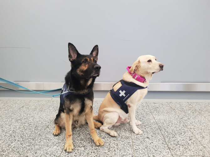 Perros que detectan la COVID-19 por su olor