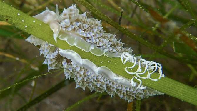 Una de las zonas marinas más afectadas por especies invasoras