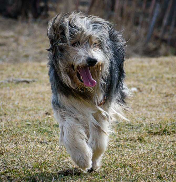 Sorprendente vínculo genético de un tipo actual de perro con una raza extinta