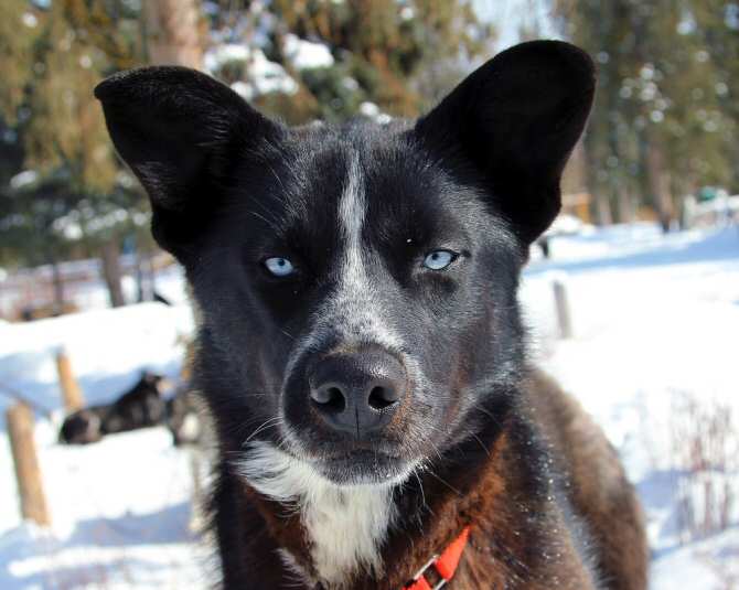 ¿La personalidad de cada perro depende de su raza?