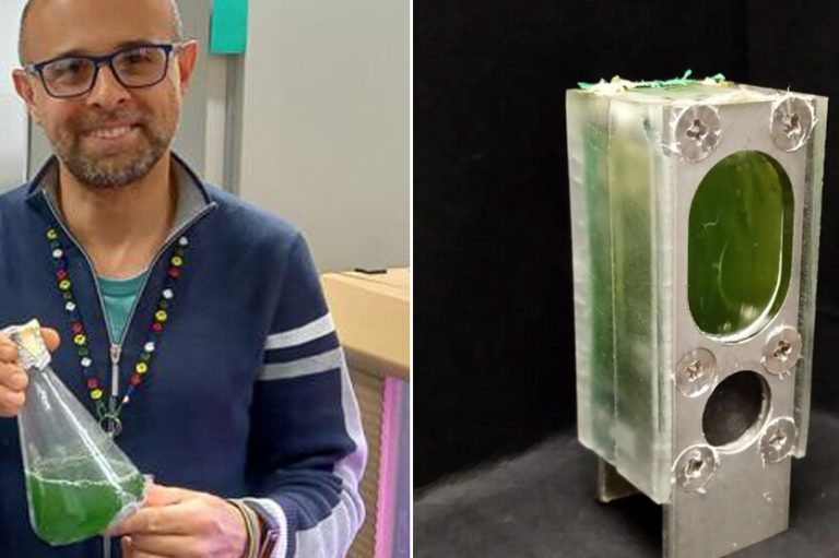 Unos científicos están construyendo un ordenador hecho de algas para que se alimente con la fotosíntesis