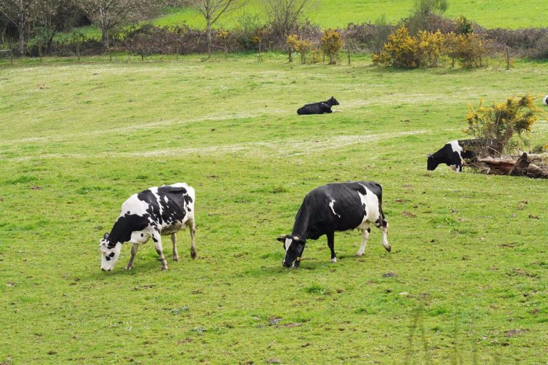 Más de 450 líderes europeos y locales se reúnen en la primera conferencia del Pacto Rural