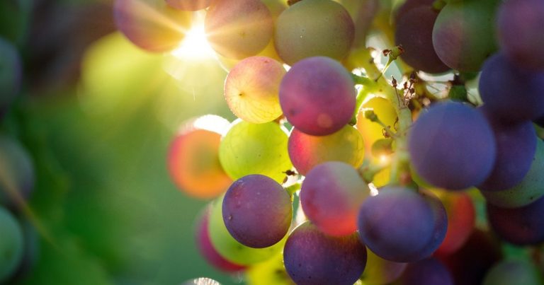 Nanosensores para controlar si las frutas contienen pesticidas