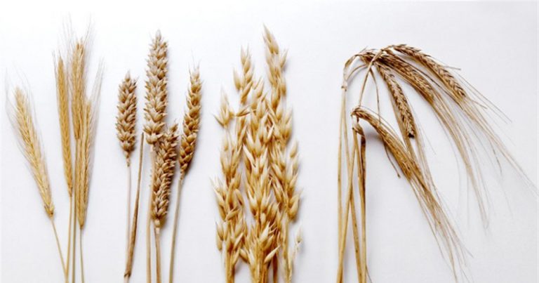 El efecto del gluten en el organismo