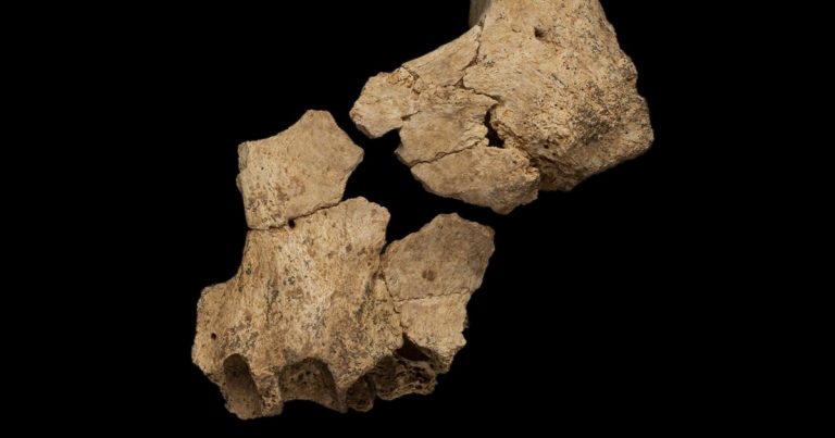 Descubierta la cara del humano más antiguo de Europa