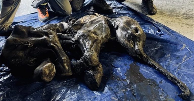 Hallan una cría de mamut de hace 30.000 años en perfecto estado de conservación