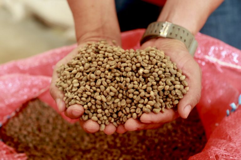 La producción cafetalera mexicana está asediada por Nestlé y Starbucks – Resonancias
