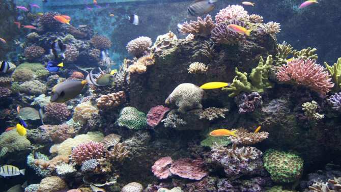 Deterioro sostenido de ecosistemas marinos al sur de España