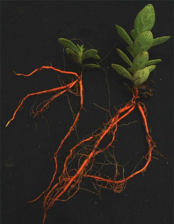 Hacia la creación de biofactorías de azafrina